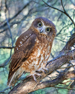 Southern Boobook Owl Gallery