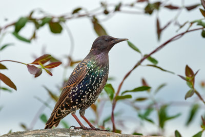 DSC_3443.jpg