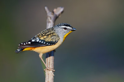 Spotted Pardalote Gallery