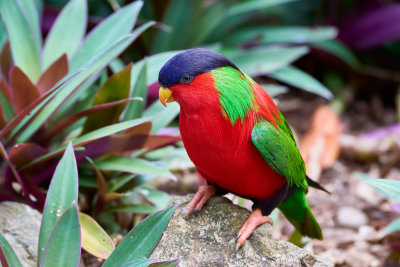 Collared Lory Gallery 