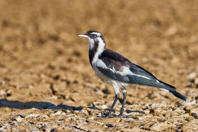 Magpie Lark or Pee Wee