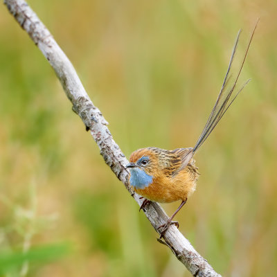 Southern Emu-wren Gallery