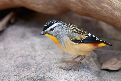 DSD_2739.jpg