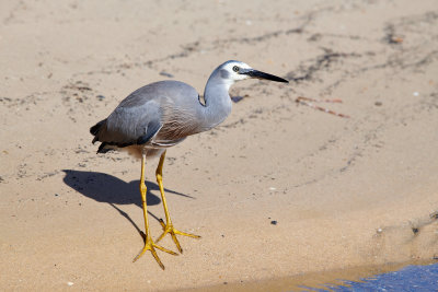 White-faced Heron Gallery