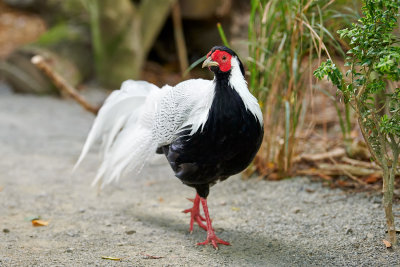 Silver Pheasant Gallery