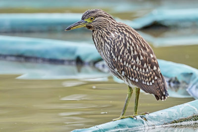 DSC_6154.jpg