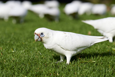 DSC_2209.jpg