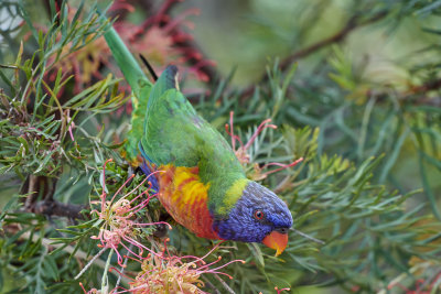 DSC_6936.jpg