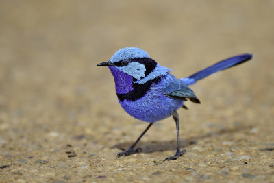 Splendid Fairy-wren Gallery