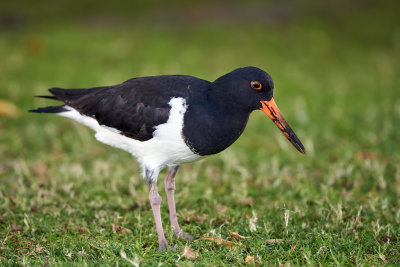 Birds and Animals of Western Australia