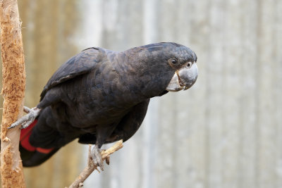 Forest Red-Tailed Black Cockatoo  Gallery
