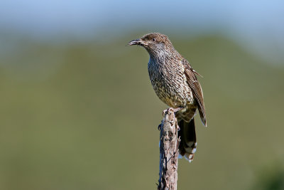DSC_5635.jpg