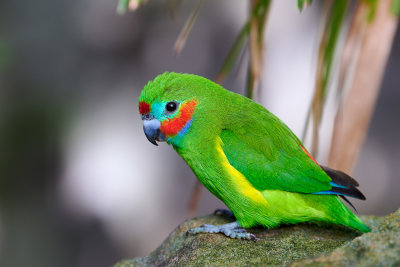 Double-eyed Fig Parrot Gallery