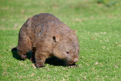 Wombat Gallery