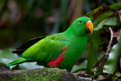 Electus Parrot Gallery