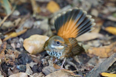 Rufous Fantail (Rhipidura rufifrons)