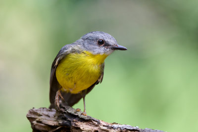 Australian Robins Galleries