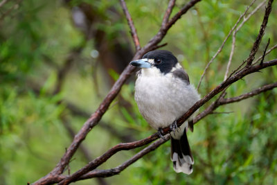 Grey Butcher Bird