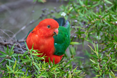 King Parrots Gallery