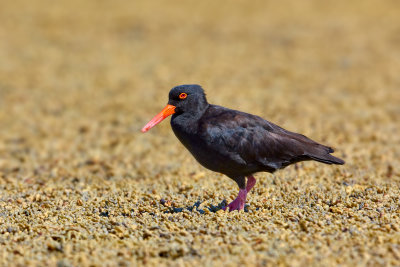 DSC_6970.jpg