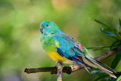 Red-rumped Parrot Gallery