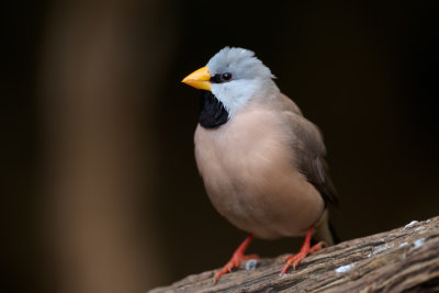 Long-tailed Finch Gallery