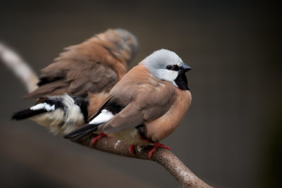 Black-throated Finch Gallery
