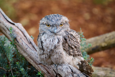 Tawny Frogmouth Gallery