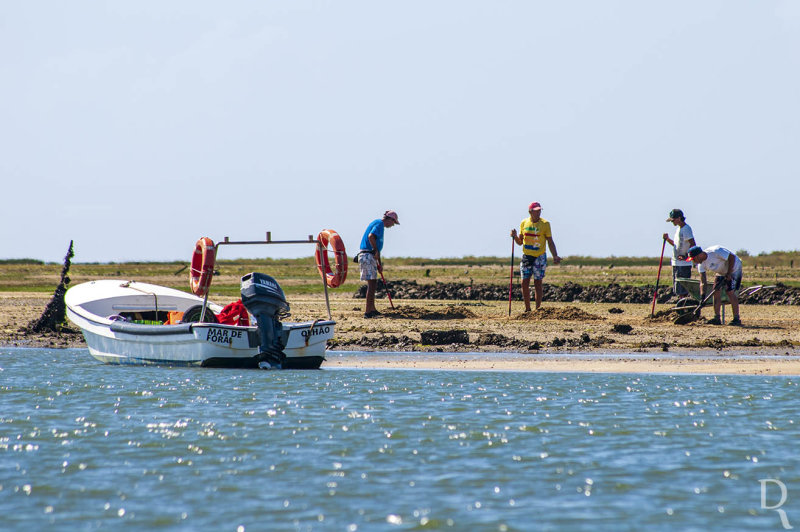 A Apanha da Amijoa na Ria Formosa