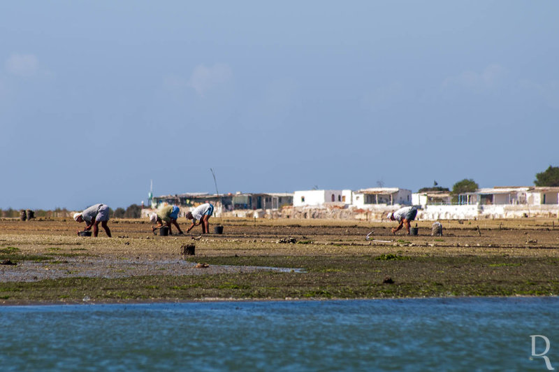 A Apanha da Amijoa na Ria Formosa