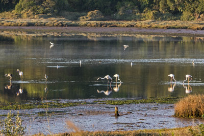 Os Flamingos na Lagoa de bidos