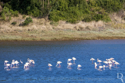 Os Flamingos da Lagoa de bidos em 14 de outubro de 2020