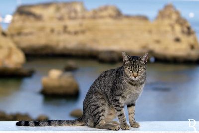 Just a Cat on the Seashore