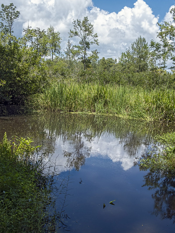 Carolina Swamp at Brookgreen Gardens