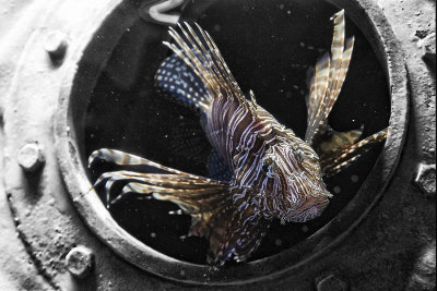 Worlds Ugliest Fish