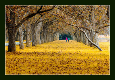 Autumn Leaves