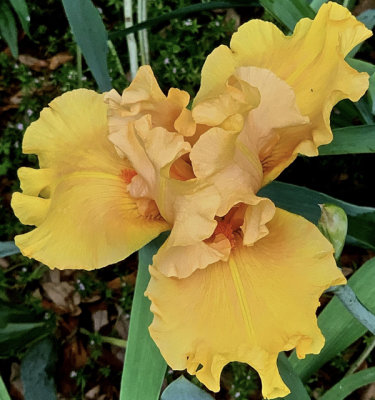 Iris 2020 - 02.jpg