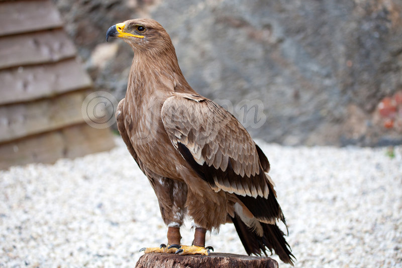 Aquila nipalensis - Aigle des steppes - Steppe Eagle