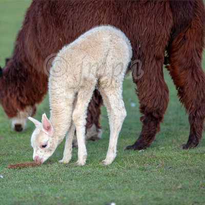 ANIMAUX de ferme