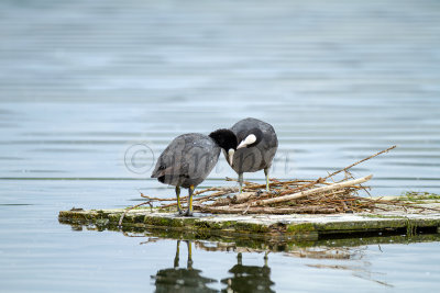 Fulica atra