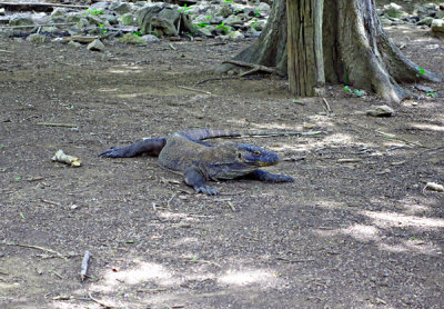 Island Dragon, Komodo, Indonesia.