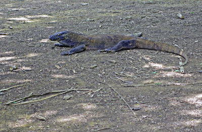 Young Dragon, Komodo, Indonesia.