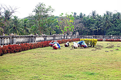 Weeding,  Se Cathedral, Panaji, Goa, India.