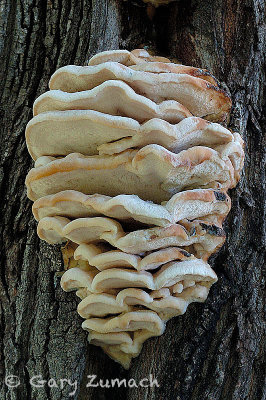 Fungus, Petrifying Springs County Park