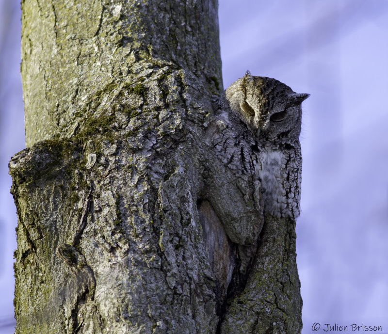 Petit-duc macul - Eastern Screech-Owl