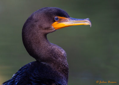 Cormoran  aigrettes - Double-crested cormorant
