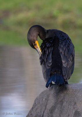 Cormoran  aigrettes - Double-crested cormorant