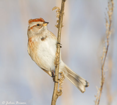 Bruant hudsonien- American Tree Sparrow