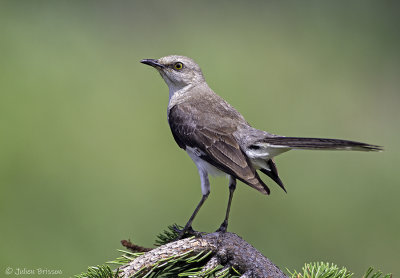 Moqueur polyglotte- Northern Mockingbird