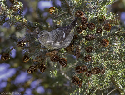 Bec-crois bifasci - White-winged Crossbill